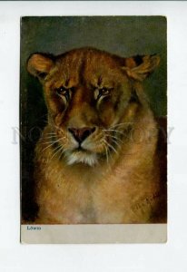 3156636 Hunt LION lioness by RIHTER vintage Max Sinz Postcard