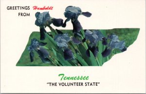 Postcard TN Greetings from Humboldt Tennessee - Purple Iris