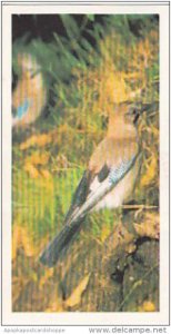 Brooke Bond Vintage Trade Card Woodland Wildlife 1980 No 5 Jay