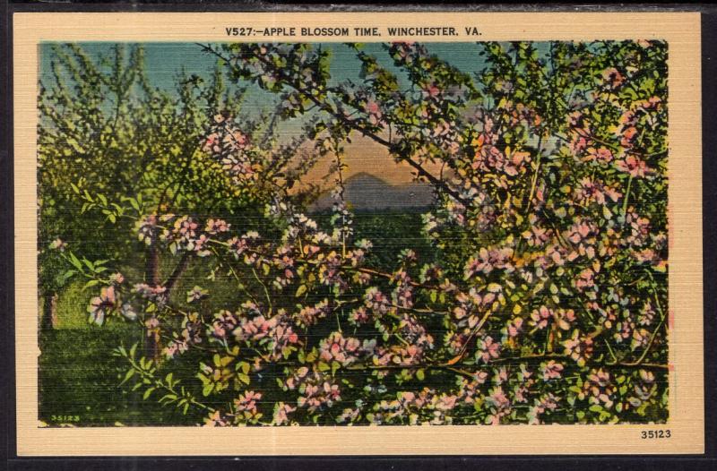 Apple Blossom Time in Winchester,VA