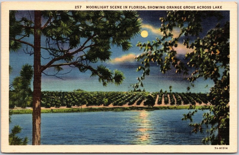 Moonlight Scene In Florida Showing Orange Grove Across Lake Attraction Postcard