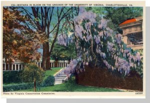 Charlottesville, Virginia/VA Postcard,Wistaria at University