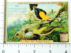 1880's Bird Varieties Nests Lovely Scenes Liebig Victorian 6 Trade Card Set K86