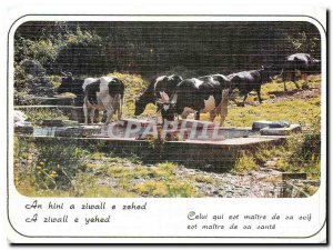 Postcard Modern Wisdom Britain Cows