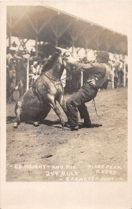 J38/ Colorado Springs RPPC Postcard c1920s Pikes Peak Rodeo Mule 304