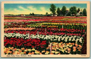 Nelis Tulip Farm Holland Michigan MI Linen Postcard F14