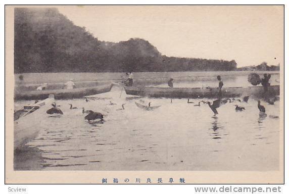 Fishing with birds , Japan, 1900-1910s