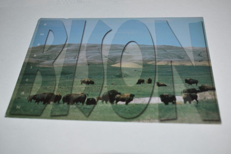 American Bison South Dakota Postcard RP 416 Rushmore Photos and Gifts 31460