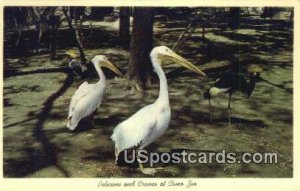 Pelicans & Cranes, Como Zoo in St. Paul, Minnesota