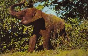 Florida Boca Raton Elephant At Africa U S A