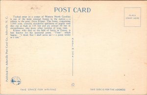 Vtg Robbinsville North Carolina NC Joyce Kilmer Memorial Forest 1930s Postcard