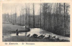 BF38470 en limousin le ruisseau   sheep mouton animal animaux