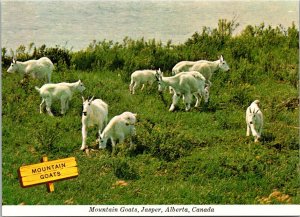 Canada Alberta Jasper Mountain Goats