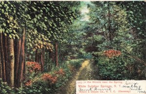 Antique White Sulphur Springs NY Woodland Path Postcard 1906