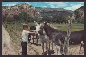 Donkeys,Ghost Ranch,Abiquiu,NM Postcard