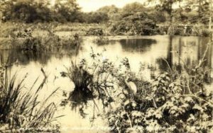 Real Photo, Jungle Garden - New Iberia, Louisiana LA  