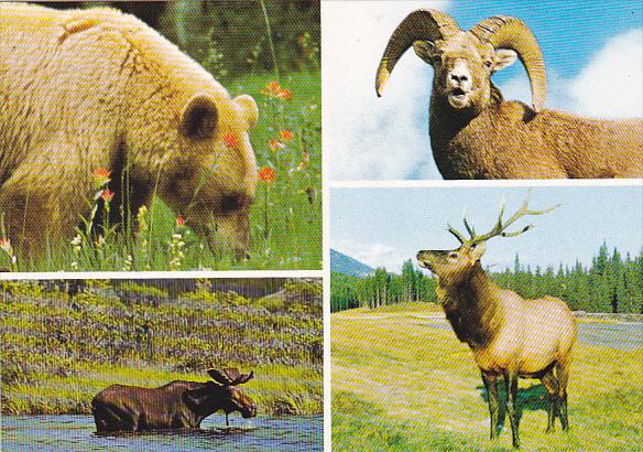 Canada Animals Of The Mountains Of Western Canada