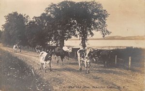 The Old Elm Real Photo Schuyler Lake, New York USA Unused 