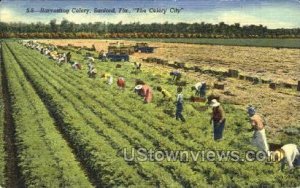 Harvesting Celery - Sanford, Florida FL