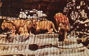 Mother Lion And Triplets 1960 