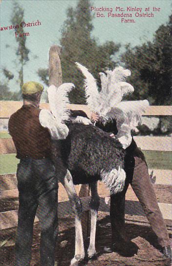 California South Pasadena Plucking Feathers At Cawston Ostrich Farm