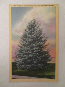 Blue Spruce Utah State Tree Postcard Unused