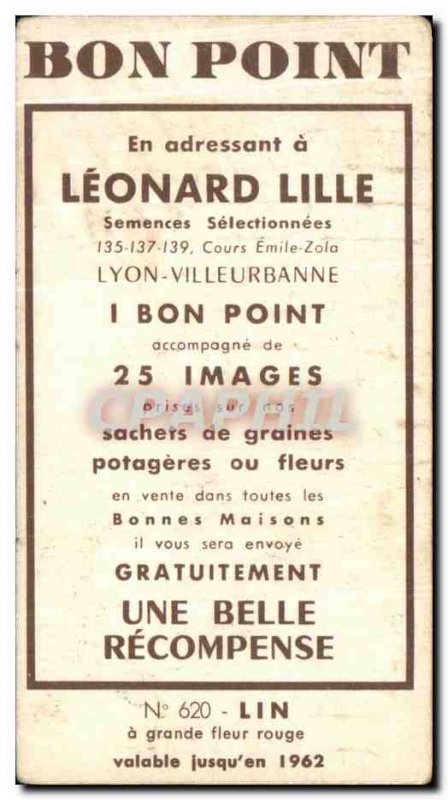 Image Flowers Leonard Lille Lin