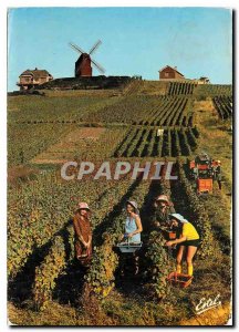 Modern Postcard Harvest in Champagne