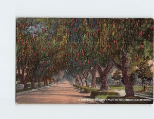 Postcard A Pepper Tree Driveway In Southern California USA