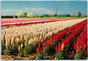 Postcard - Japanese Flower Gardens - Phoenix, Arizona