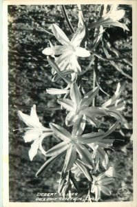 Desert Lillies, Desert Center, New Mexico Vintage RPPC Postcard