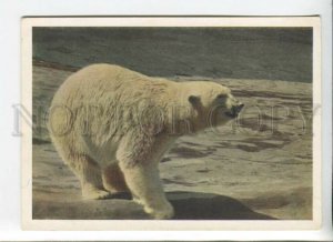 433244 USSR Moscow Zoo polar bear POSTAL STATIONERY postal postcard 1963 year