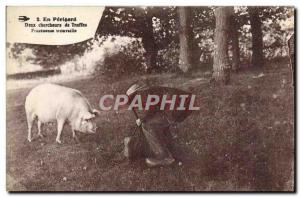 Postcard Old Pig Pig Folklore Two researchers Perigord truffles