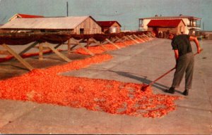 Fishing Sun Drying Shrimp In The South