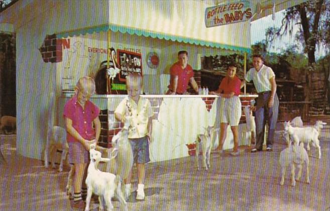 Florida Silver Springs Tommy Bartlett's Deer Ranch Feeding The Babies