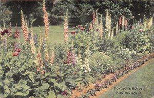 Foxglove Border Sunnie Holme  - Misc, Connecticut CT