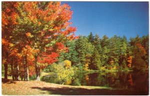 Autumn Scene In Canada, Vintage Chrome Postcard #2