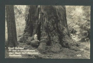 Ca 1936 Real Post Post Card Muir Woods Ca Giant Sequoia Red Wood Tree