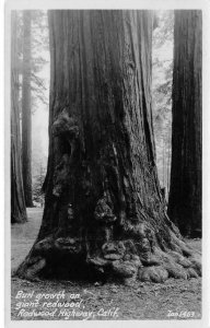 RPPC Tree Burl Growth Redwood Highway, CA Zan Photo c1930s Vintage Postcard