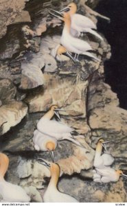 ILE BONAVENTURE ISLAND, Quebec, Canada, 1940-60s; Gannets perched on ledges