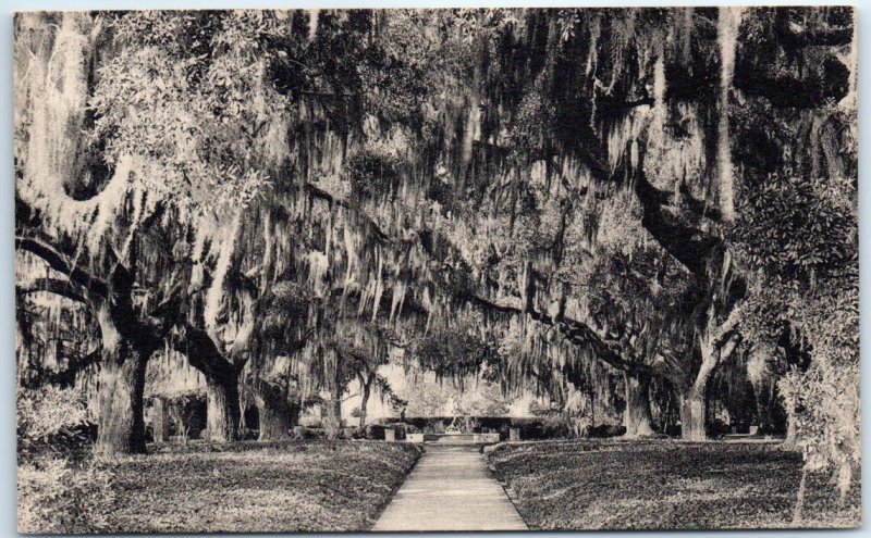 M-48194 Live Oak Walk From Garden Entrance Brookgreen Gardens Murrells Inlet S C