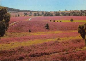 BT14387 Heidelandschaft im natirschtzgebiet Luneburger Heide           Germany