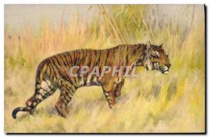 Old Postcard Tiger