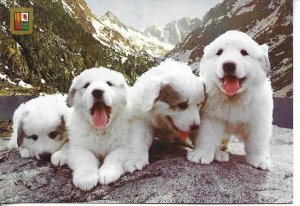 Dogs. Chiots des Pyrenees Modern  French photo postcard 1970s