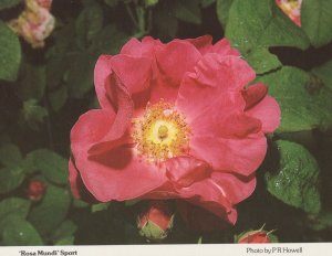 Rosa Mundi Worcester Rose Society Roses Postcard