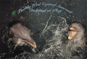 Florida Dolphins at Play Beautiful Postcard