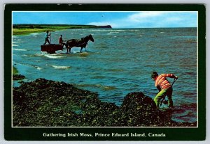 Gathering Irish Moss, Prince Edward Island, 1990 Postcard, Postal Code Postmark