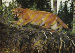 Canada British Columbia Williams Lake Mountain Lion Paul Sissons Wildlife Museum