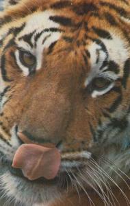 Tiger at Regents Park Zoo London