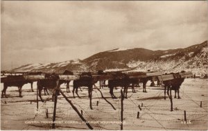 PC PAKISTAN, CAMEL TRANSPORT CORPS, Vintage REAL PHOTO Postcard (b43369)